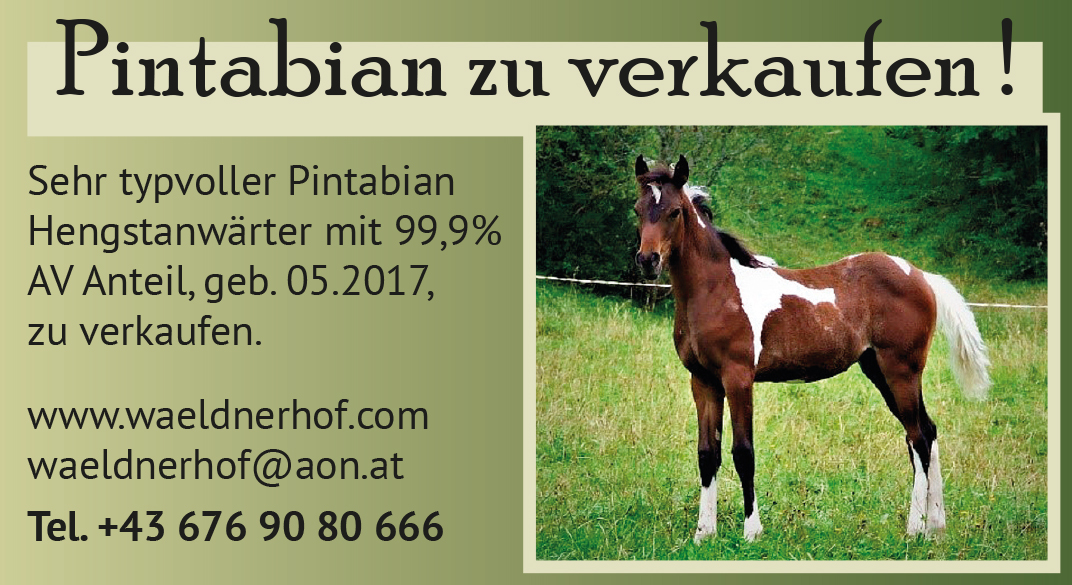 01 equusarabian17 09 bilgeri 4c 91bx50h visitenkarte